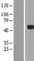 IPCEF1 / PIP3E Protein - Western validation with an anti-DDK antibody * L: Control HEK293 lysate R: Over-expression lysate