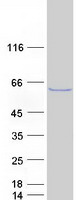 IPCEF1 / PIP3E Protein - Purified recombinant protein IPCEF1 was analyzed by SDS-PAGE gel and Coomassie Blue Staining