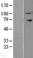 IPO11 / Importin 11 Protein - Western validation with an anti-DDK antibody * L: Control HEK293 lysate R: Over-expression lysate