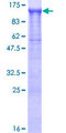 IPO13 / LGL2 Protein - 12.5% SDS-PAGE of human IPO13 stained with Coomassie Blue