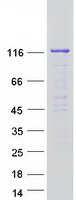 IPO4 Protein - Purified recombinant protein IPO4 was analyzed by SDS-PAGE gel and Coomassie Blue Staining