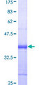 IPO5 / RANBP5 Protein - 12.5% SDS-PAGE Stained with Coomassie Blue.