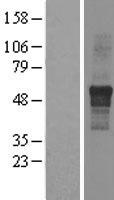 IPPK Protein - Western validation with an anti-DDK antibody * L: Control HEK293 lysate R: Over-expression lysate