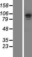 IQCA Protein - Western validation with an anti-DDK antibody * L: Control HEK293 lysate R: Over-expression lysate