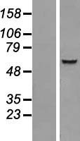 IQCC Protein - Western validation with an anti-DDK antibody * L: Control HEK293 lysate R: Over-expression lysate
