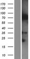 IQCE Protein - Western validation with an anti-DDK antibody * L: Control HEK293 lysate R: Over-expression lysate