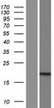IQCF3 Protein - Western validation with an anti-DDK antibody * L: Control HEK293 lysate R: Over-expression lysate