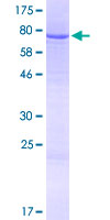 IQCG Protein - 12.5% SDS-PAGE of human IQCG stained with Coomassie Blue