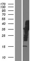 IQCJ Protein - Western validation with an anti-DDK antibody * L: Control HEK293 lysate R: Over-expression lysate