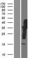 IQCJ Protein - Western validation with an anti-DDK antibody * L: Control HEK293 lysate R: Over-expression lysate