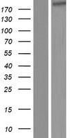 IQGAP3 Protein - Western validation with an anti-DDK antibody * L: Control HEK293 lysate R: Over-expression lysate