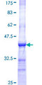 IQGAP3 Protein - 12.5% SDS-PAGE Stained with Coomassie Blue.