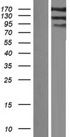 IQSEC1 Protein - Western validation with an anti-DDK antibody * L: Control HEK293 lysate R: Over-expression lysate