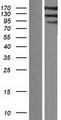 IQSEC1 Protein - Western validation with an anti-DDK antibody * L: Control HEK293 lysate R: Over-expression lysate