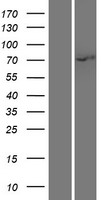 IRAK1 / IRAK Protein - Western validation with an anti-DDK antibody * L: Control HEK293 lysate R: Over-expression lysate