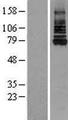 IRAK1 / IRAK Protein - Western validation with an anti-DDK antibody * L: Control HEK293 lysate R: Over-expression lysate