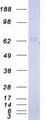 IRAK1 / IRAK Protein - Purified recombinant protein IRAK1 was analyzed by SDS-PAGE gel and Coomassie Blue Staining