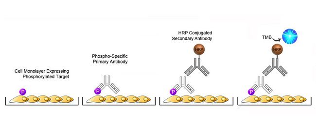 IRAK1 / IRAK ELISA Kit - Cell-Based Phosphorylation ELISA Platform Overview