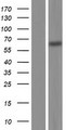 IRAK3 / IRAKM / IRAK-M Protein - Western validation with an anti-DDK antibody * L: Control HEK293 lysate R: Over-expression lysate