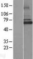 IRAK3 / IRAKM / IRAK-M Protein - Western validation with an anti-DDK antibody * L: Control HEK293 lysate R: Over-expression lysate