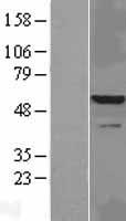 IRAK4 / IRAK-4 Protein - Western validation with an anti-DDK antibody * L: Control HEK293 lysate R: Over-expression lysate