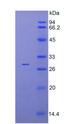 IRAK4 / IRAK-4 Protein - Recombinant Interleukin 1 Receptor Associated Kinase 4 By SDS-PAGE