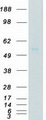 IRAK4 / IRAK-4 Protein - Purified recombinant protein IRAK4 was analyzed by SDS-PAGE gel and Coomassie Blue Staining