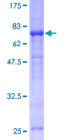 IRF1 / MAR Protein - 12.5% SDS-PAGE of human IRF1 stained with Coomassie Blue