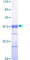 IRF1 / MAR Protein - 12.5% SDS-PAGE Stained with Coomassie Blue