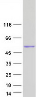 IRF1 / MAR Protein - Purified recombinant protein IRF1 was analyzed by SDS-PAGE gel and Coomassie Blue Staining