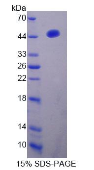 IRF2 Protein - Recombinant Interferon Regulatory Factor 2 By SDS-PAGE