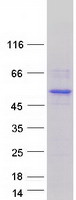 IRF2 Protein - Purified recombinant protein IRF2 was analyzed by SDS-PAGE gel and Coomassie Blue Staining