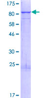 IRF2BP1 Protein - 12.5% SDS-PAGE of human IRF2BP1 stained with Coomassie Blue