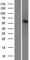IRF2BP2 Protein - Western validation with an anti-DDK antibody * L: Control HEK293 lysate R: Over-expression lysate