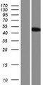 IRF3 Protein - Western validation with an anti-DDK antibody * L: Control HEK293 lysate R: Over-expression lysate