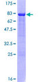 IRF3 Protein - 12.5% SDS-PAGE of human IRF3 stained with Coomassie Blue