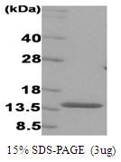 IRF3 Protein