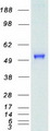 IRF3 Protein - Purified recombinant protein IRF3 was analyzed by SDS-PAGE gel and Coomassie Blue Staining