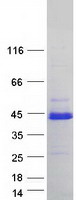 IRF3 Protein - Purified recombinant protein IRF3 was analyzed by SDS-PAGE gel and Coomassie Blue Staining