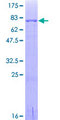 IRF4 Protein - 12.5% SDS-PAGE of human IRF4 stained with Coomassie Blue