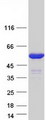 IRF4 Protein - Purified recombinant protein IRF4 was analyzed by SDS-PAGE gel and Coomassie Blue Staining