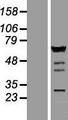 IRF5 Protein - Western validation with an anti-DDK antibody * L: Control HEK293 lysate R: Over-expression lysate