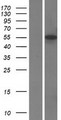 IRF5 Protein - Western validation with an anti-DDK antibody * L: Control HEK293 lysate R: Over-expression lysate