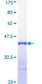 IRF5 Protein - 12.5% SDS-PAGE Stained with Coomassie Blue