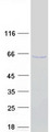 IRF5 Protein - Purified recombinant protein IRF5 was analyzed by SDS-PAGE gel and Coomassie Blue Staining