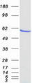 IRF5 Protein - Purified recombinant protein IRF5 was analyzed by SDS-PAGE gel and Coomassie Blue Staining