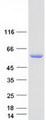 IRF5 Protein - Purified recombinant protein IRF5 was analyzed by SDS-PAGE gel and Coomassie Blue Staining