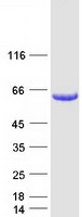 IRF5 Protein - Purified recombinant protein IRF5 was analyzed by SDS-PAGE gel and Coomassie Blue Staining