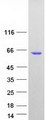 IRF5 Protein - Purified recombinant protein IRF5 was analyzed by SDS-PAGE gel and Coomassie Blue Staining