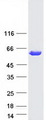 IRF5 Protein - Purified recombinant protein IRF5 was analyzed by SDS-PAGE gel and Coomassie Blue Staining